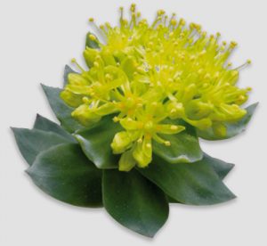 RHODIOLA ROSEA (100MG)