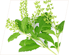 Holy-Basil Ingredient