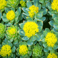 Rhodiola Ingredients